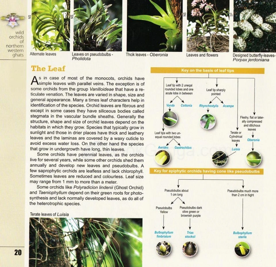 Wild Orchids Of Northern Western Ghats (Including Maharashtra, Goa And Belgaum) 9 Wild Orchids Of Northern Western Ghats (Including Maharashtra, Goa And Belgaum) - Image 7