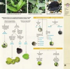 Wild Orchids Of Northern Western Ghats (Including Maharashtra, Goa And Belgaum) 19 Wild Orchids Of Northern Western Ghats (Including Maharashtra, Goa And Belgaum) -Wildlife Professional Books 239292 7