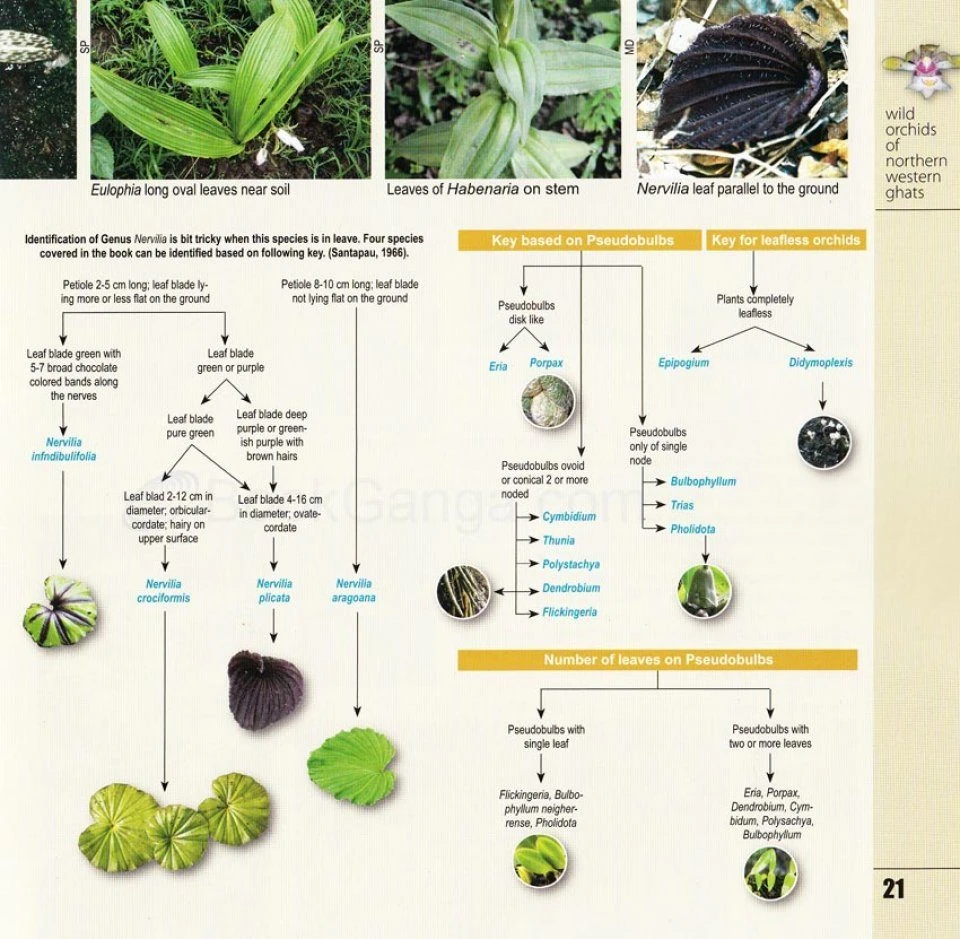 Wild Orchids Of Northern Western Ghats (Including Maharashtra, Goa And Belgaum) 10 Wild Orchids Of Northern Western Ghats (Including Maharashtra, Goa And Belgaum) - Image 8