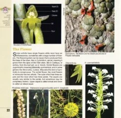 Wild Orchids Of Northern Western Ghats (Including Maharashtra, Goa And Belgaum) 20 Wild Orchids Of Northern Western Ghats (Including Maharashtra, Goa And Belgaum) -Wildlife Professional Books 239292 8