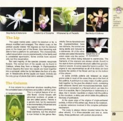 Wild Orchids Of Northern Western Ghats (Including Maharashtra, Goa And Belgaum) 21 Wild Orchids Of Northern Western Ghats (Including Maharashtra, Goa And Belgaum) -Wildlife Professional Books 239292 9