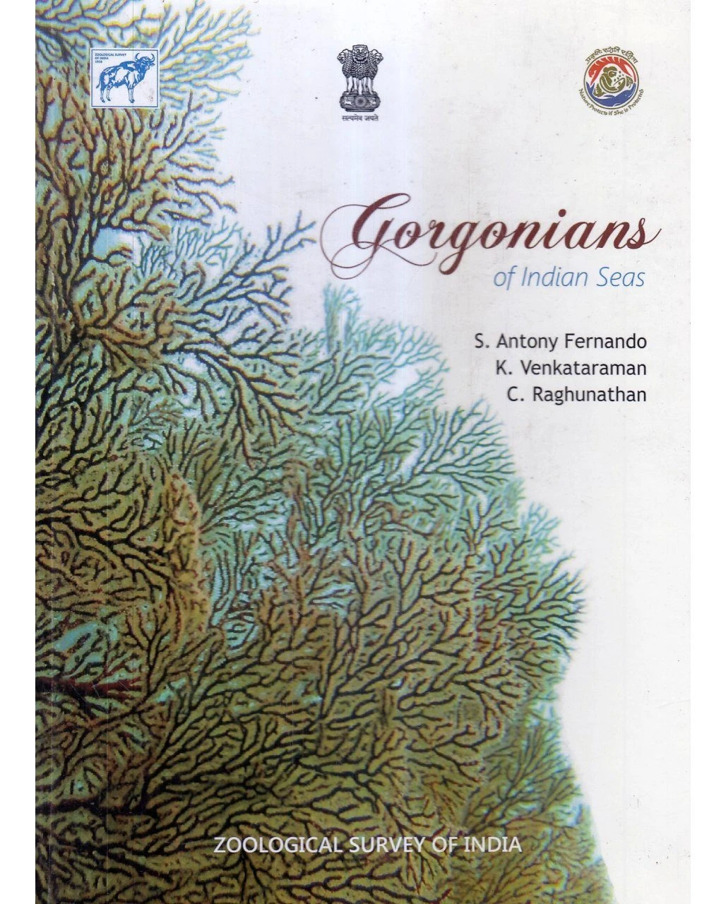 Gorgonians Of Indian Seas 3 Gorgonians Of Indian Seas