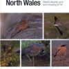 Scarce And Rare Birds In North Wales 2 Scarce And Rare Birds In North Wales -Wildlife Professional Books 241415