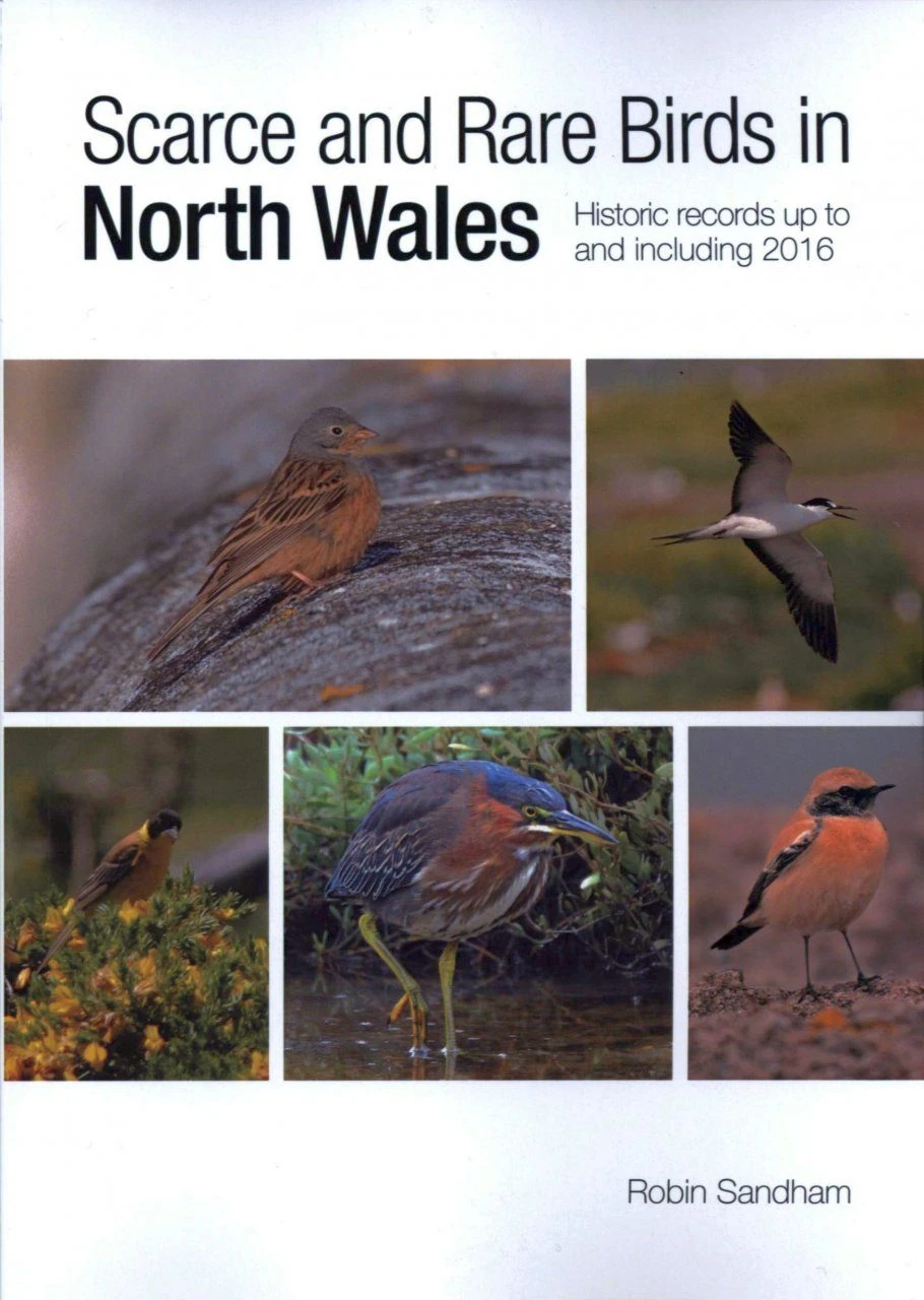 Scarce And Rare Birds In North Wales 3 Scarce And Rare Birds In North Wales