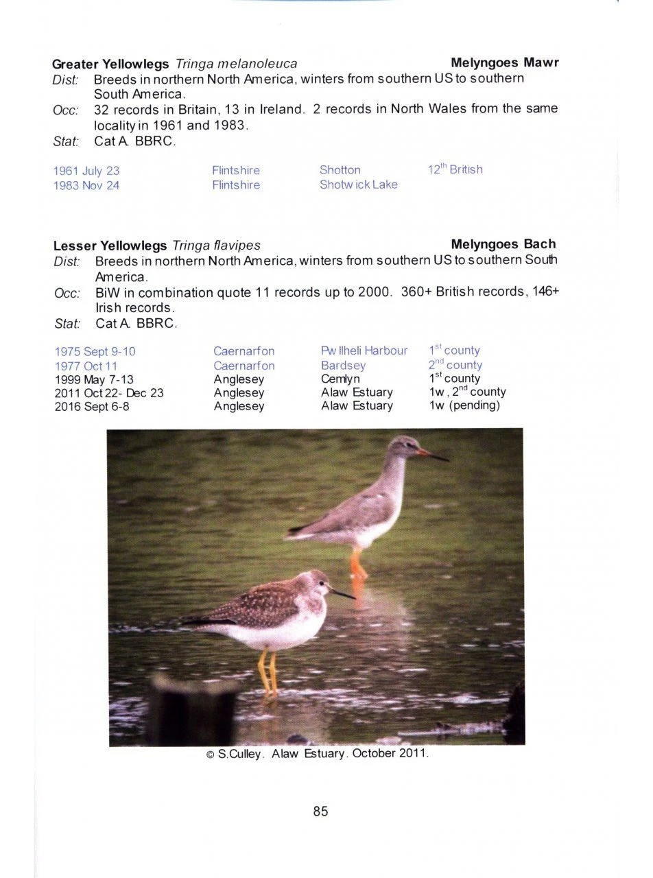 Scarce And Rare Birds In North Wales 4 Scarce And Rare Birds In North Wales - Image 2
