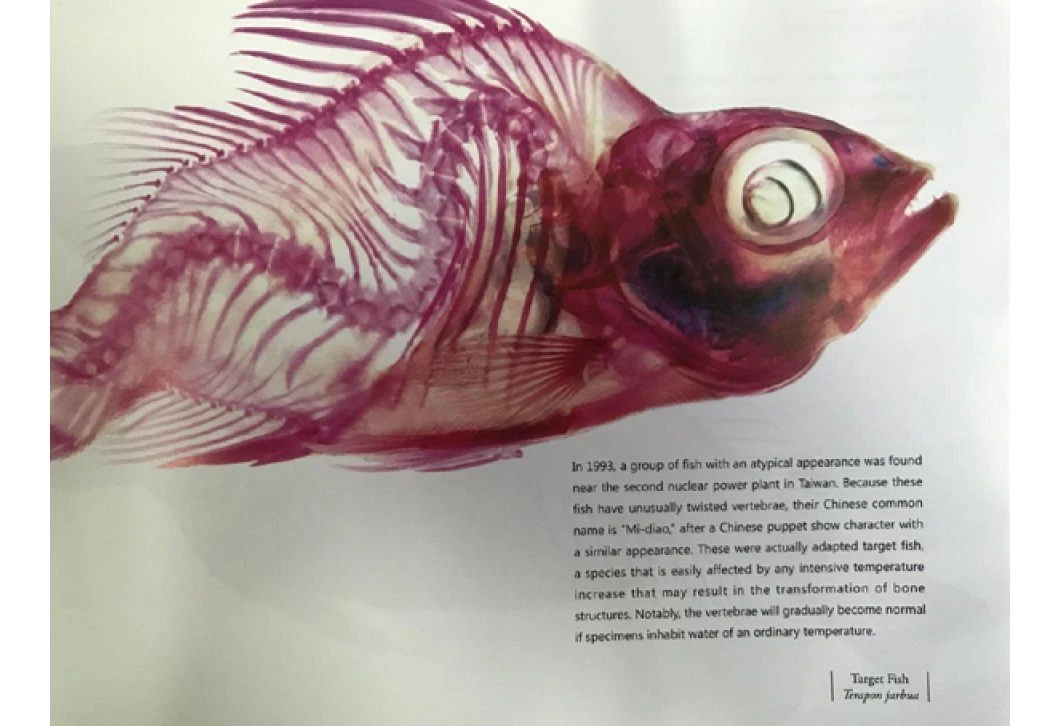 Transparent Fish 4 Transparent Fish - Image 2