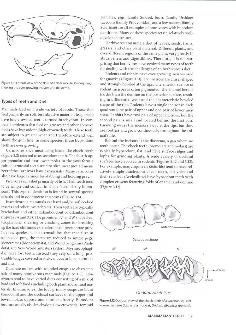 Mammalogy Techniques 7 Mammalogy Techniques - Image 5