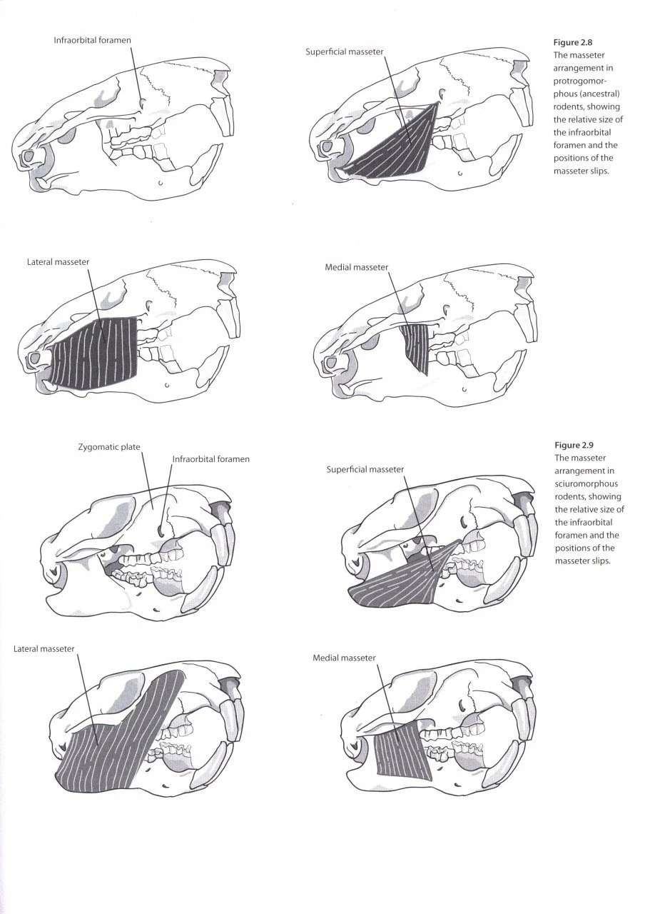 Mammalogy Techniques 8 Mammalogy Techniques - Image 6