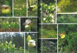 Orchids Of Huanglong [English / Chinese] -Wildlife Professional Books 241898 2