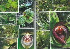 Orchids Of Huanglong [English / Chinese] -Wildlife Professional Books 241898 3