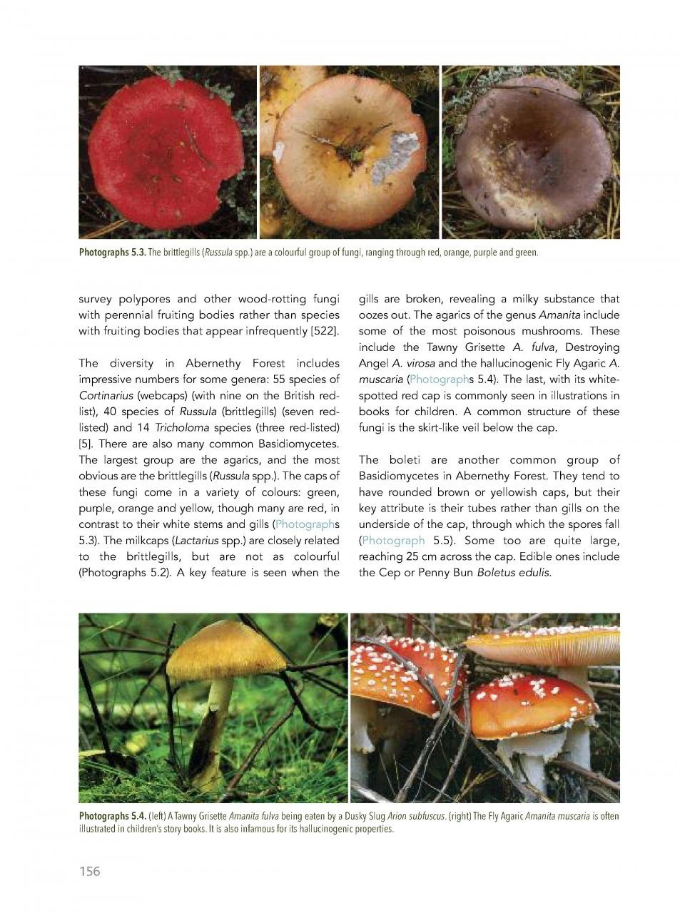 Abernethy Forest 12 Abernethy Forest - Image 10