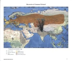 Indian Bird Migration Atlas 12 Indian Bird Migration Atlas -Wildlife Professional Books 242127 2