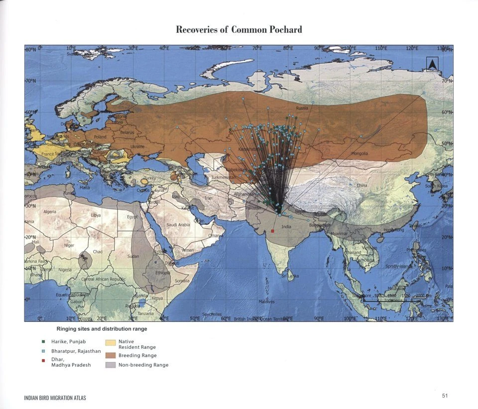 Indian Bird Migration Atlas 5 Indian Bird Migration Atlas - Image 3