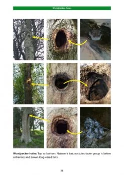 Bat Roosts In Trees 13 Bat Roosts In Trees -Wildlife Professional Books 242460 2