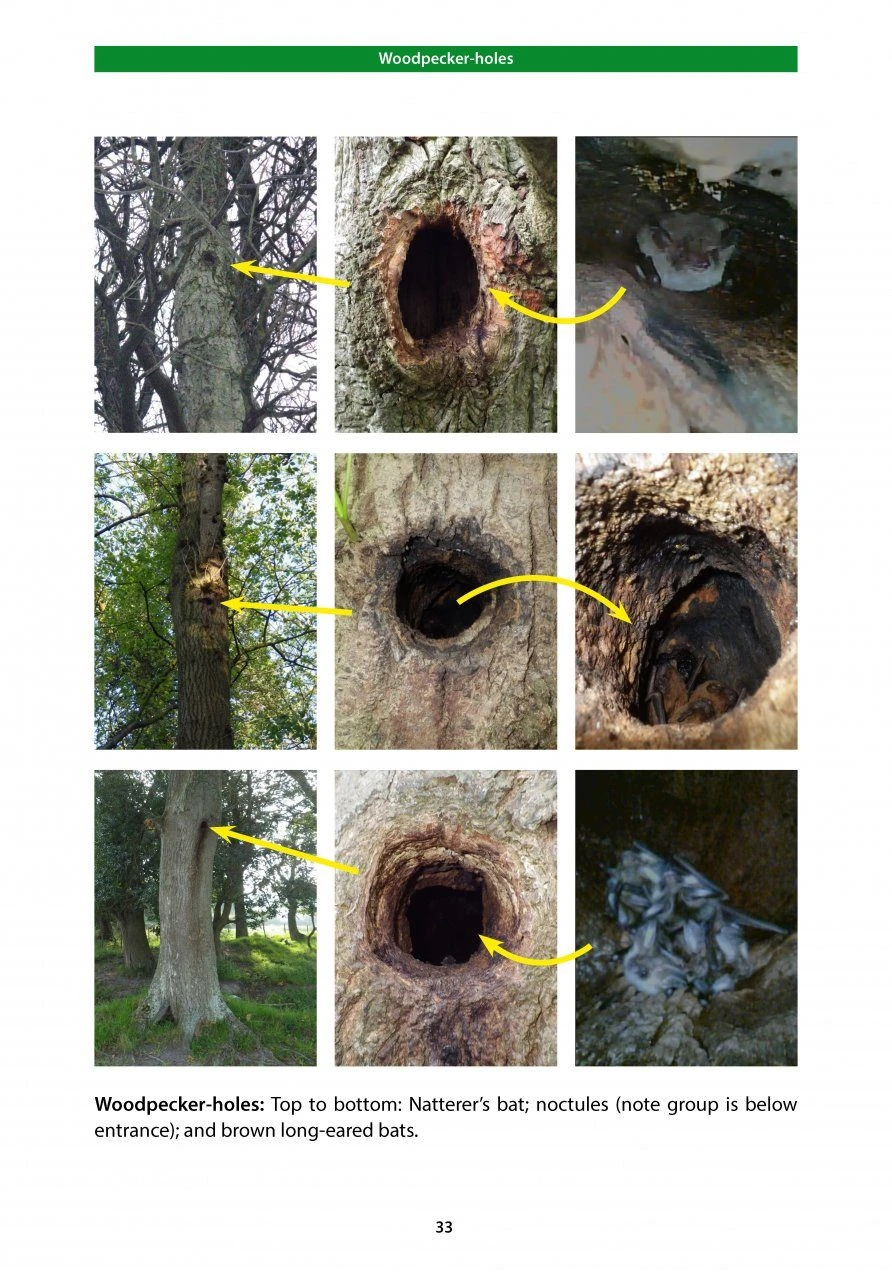 Bat Roosts In Trees 5 Bat Roosts In Trees - Image 3