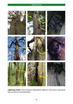 Bat Roosts In Trees 15 Bat Roosts In Trees -Wildlife Professional Books 242460 4