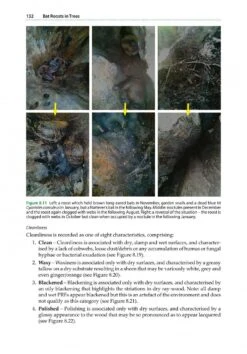 Bat Roosts In Trees 17 Bat Roosts In Trees -Wildlife Professional Books 242460 6