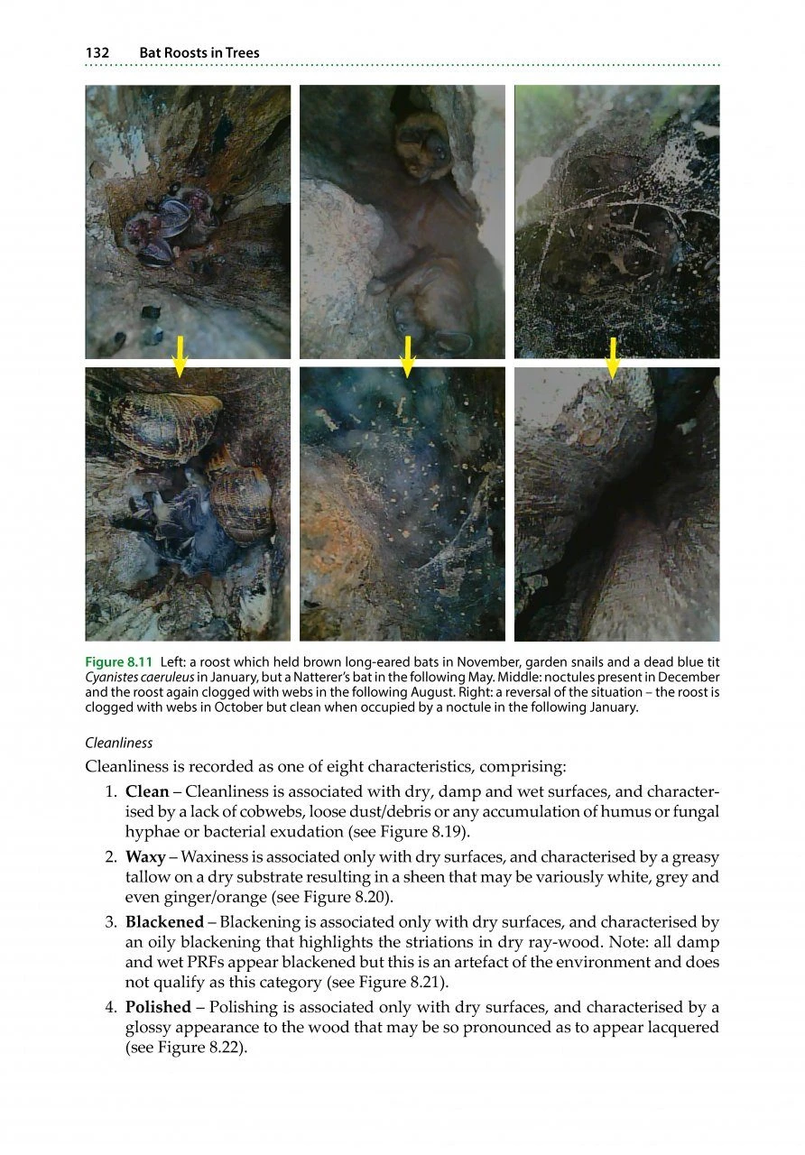 Bat Roosts In Trees 9 Bat Roosts In Trees - Image 7