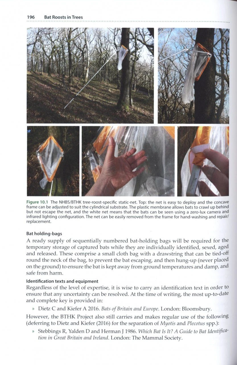 Bat Roosts In Trees 10 Bat Roosts In Trees - Image 8