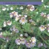 Eyebrights (Euphrasia) Of The UK And Ireland 2 Eyebrights (Euphrasia) Of The UK And Ireland -Wildlife Professional Books 242622