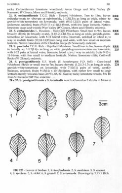 New Flora Of The British Isles -Wildlife Professional Books 243275 3
