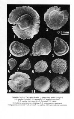 New Flora Of The British Isles -Wildlife Professional Books 243275 4
