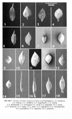 New Flora Of The British Isles -Wildlife Professional Books 243275 5