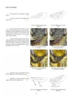 Handbook Of The Bees Of The British Isles (2-Volume Set) 13 Handbook Of The Bees Of The British Isles (2-Volume Set) -Wildlife Professional Books 243397 2