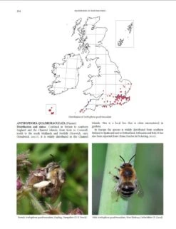 Handbook Of The Bees Of The British Isles (2-Volume Set) 16 Handbook Of The Bees Of The British Isles (2-Volume Set) -Wildlife Professional Books 243397 5