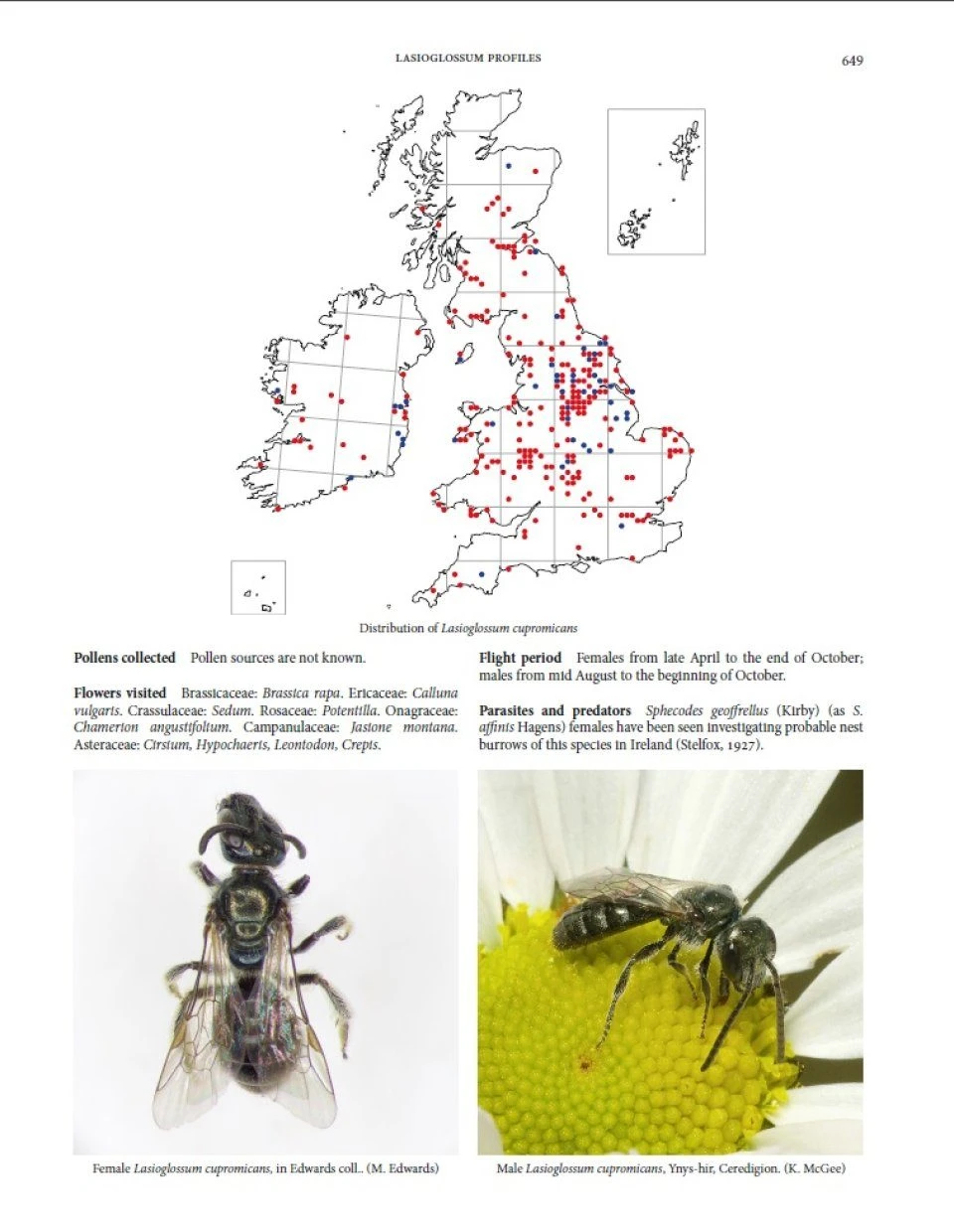 Handbook Of The Bees Of The British Isles (2-Volume Set) 10 Handbook Of The Bees Of The British Isles (2-Volume Set) - Image 8