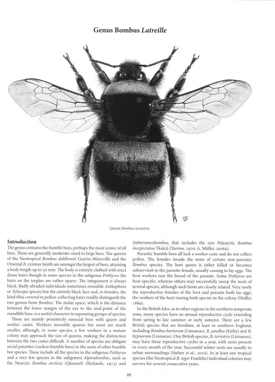 Handbook Of The Bees Of The British Isles (2-Volume Set) 11 Handbook Of The Bees Of The British Isles (2-Volume Set) - Image 9