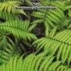 An Annotated Checklist Of Indian Pteridophytes, Part 2: Woodsiaceae To Dryopteridaceae -Wildlife Professional Books 243536