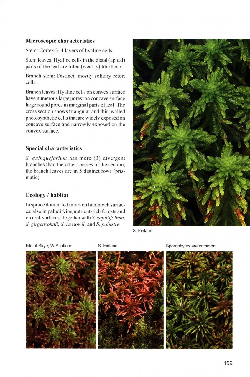 Sphagnum Mosses 4 Sphagnum Mosses - Image 2