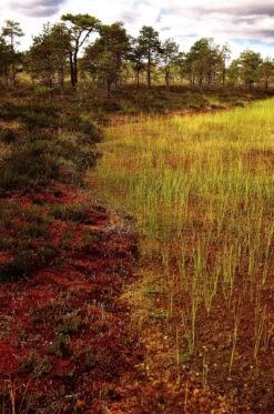 Sphagnum Mosses 10 Sphagnum Mosses -Wildlife Professional Books 243786 2