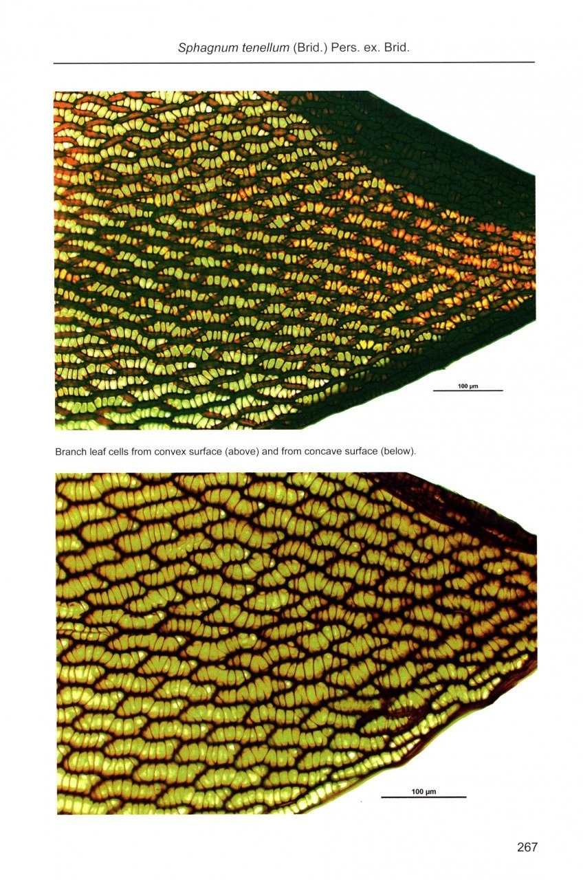 Sphagnum Mosses 7 Sphagnum Mosses - Image 5