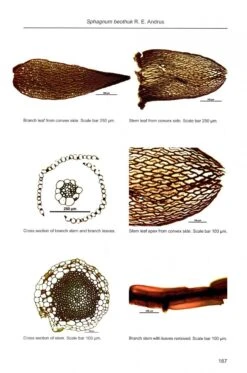 Sphagnum Mosses 13 Sphagnum Mosses -Wildlife Professional Books 243786 5