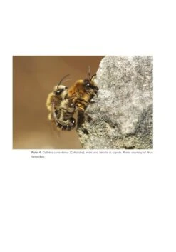 The Solitary Bees 16 The Solitary Bees -Wildlife Professional Books 244919 01