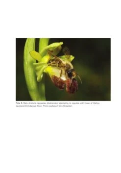 The Solitary Bees 17 The Solitary Bees -Wildlife Professional Books 244919 02