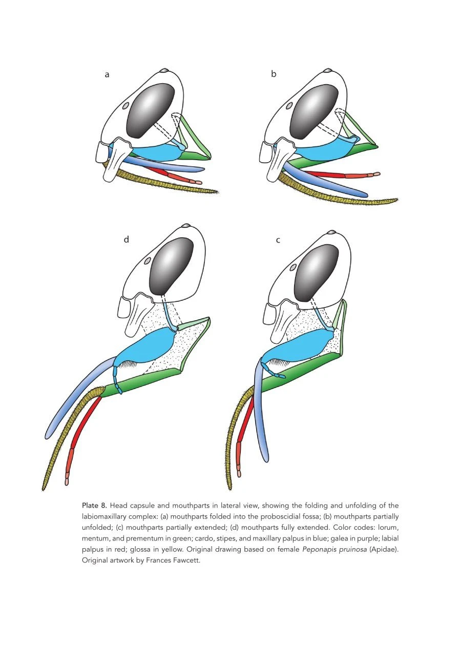 The Solitary Bees 6 The Solitary Bees - Image 4