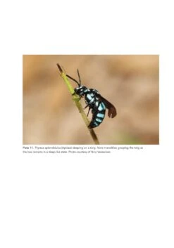 The Solitary Bees 19 The Solitary Bees -Wildlife Professional Books 244919 04