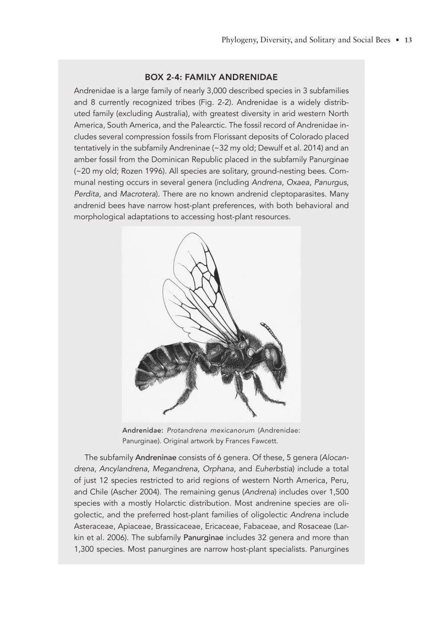 The Solitary Bees 9 The Solitary Bees - Image 7