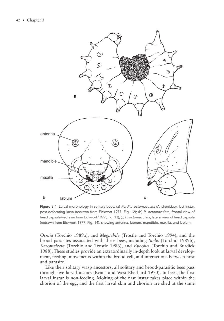 The Solitary Bees 10 The Solitary Bees - Image 8