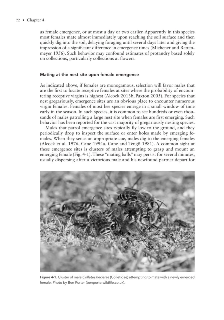 The Solitary Bees 12 The Solitary Bees - Image 10