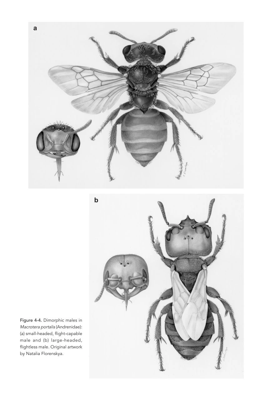 The Solitary Bees 14 The Solitary Bees - Image 12