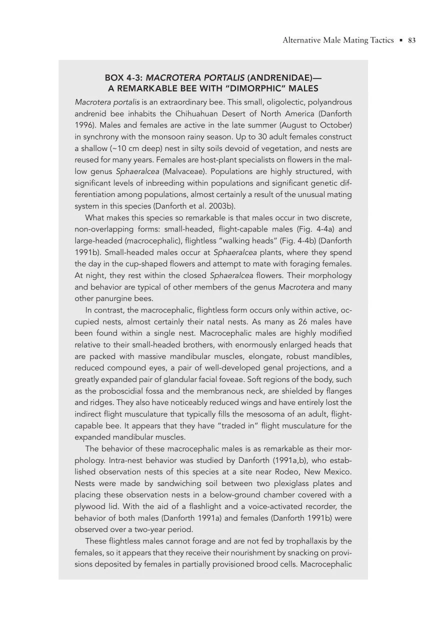 The Solitary Bees 15 The Solitary Bees - Image 13