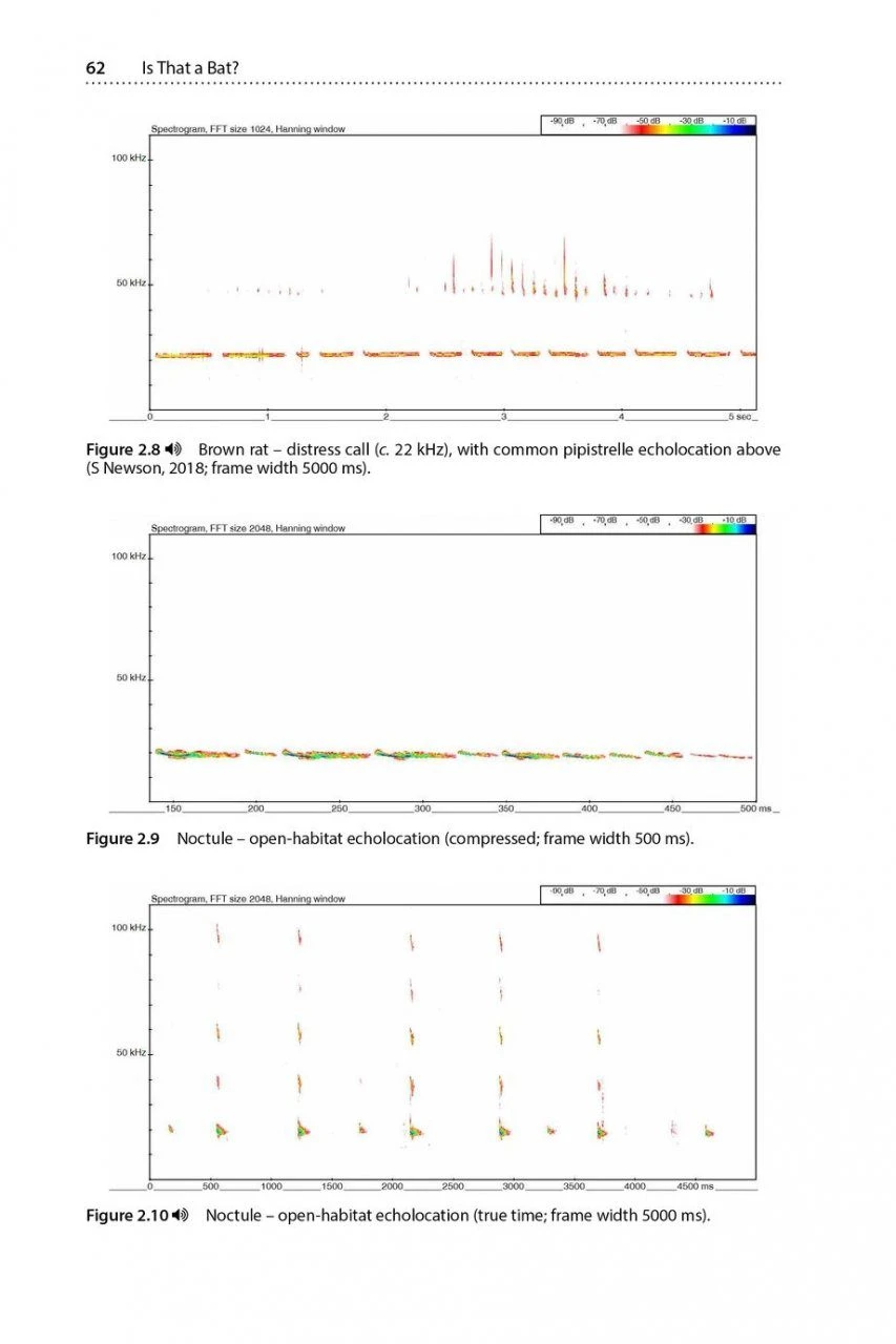 Is That A Bat? 6 Is That A Bat? - Image 4