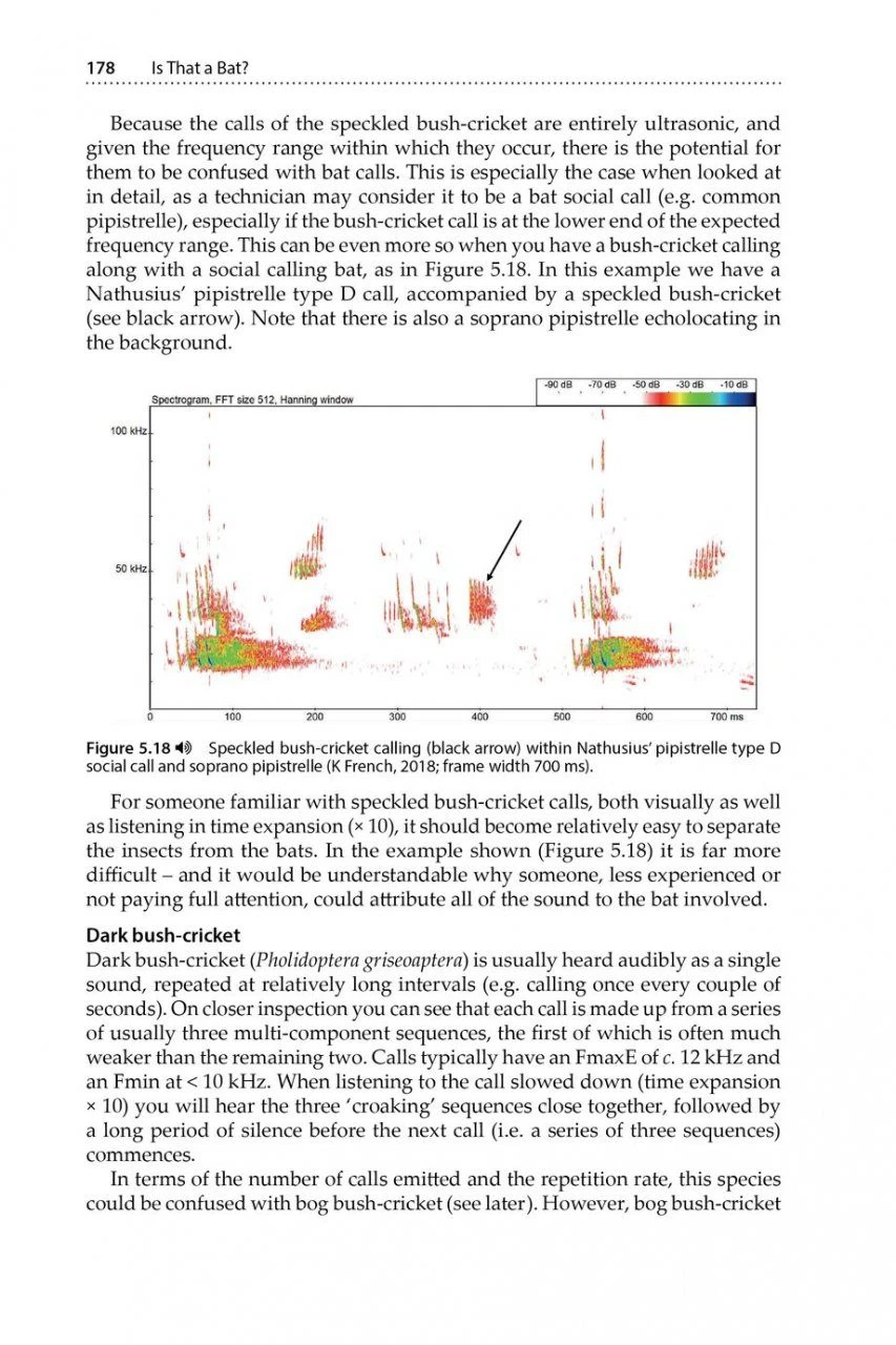 Is That A Bat? 12 Is That A Bat? - Image 10