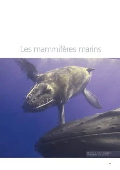 Atlas Des Oiseaux Marins Et Cétacés Du Sud Gascogne: De L'Estuaire De La Gironde à La Bidassoa [Atlas Of Seabirds And Cetaceans Of Southern Gascony: From The Estuary Of Gironde To Bidasoa] -Wildlife Professional Books 245210 09