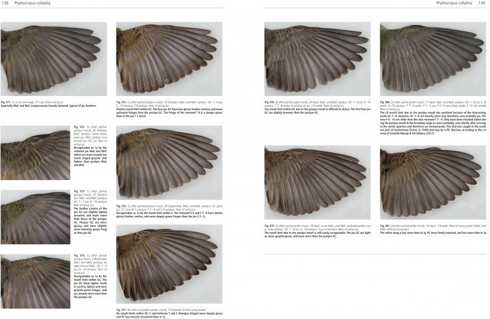 Moult And Ageing Of European Passerines 4 Moult And Ageing Of European Passerines - Image 2
