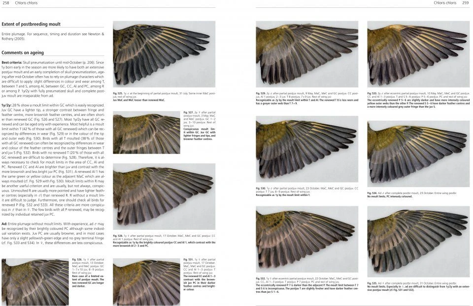 Moult And Ageing Of European Passerines 7 Moult And Ageing Of European Passerines - Image 5